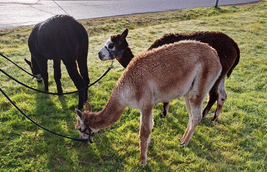 AFBB Dresden auf einem Spaziergang mit Alpakas - FOS Geso - Tierwohl