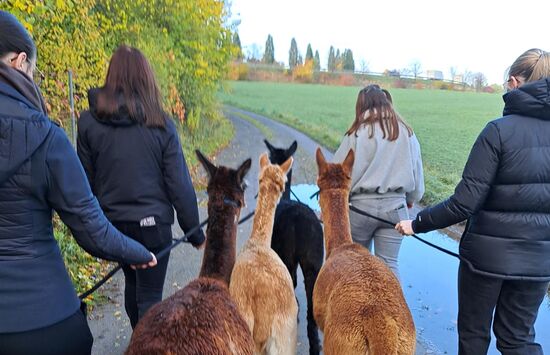 AFBB Dresden auf einem Spaziergang mit Alpakas - FOS Geso - Tierwohl