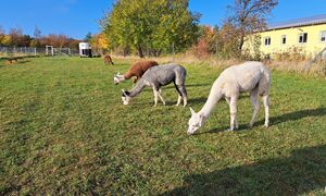 Alpakas auf der Weide