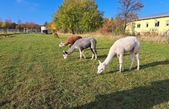 Alpakas auf der Weide